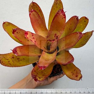 Neoregelia Red Dot 