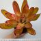 Neoregelia Red Dot 