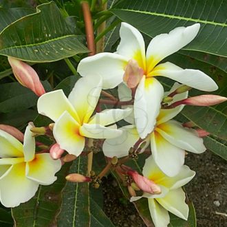 Plumeria rubra "Double Singapore"