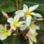 Plumeria rubra "Double Singapore"