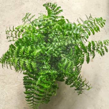 Asplenium balearicum Shivas Asplenium balearicum Shivas