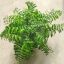 Asplenium balearicum Shivas