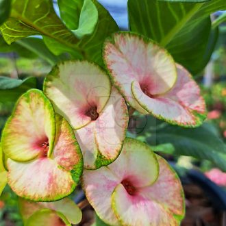 Euphorbia milii "Phet Mar Nee" (A67)