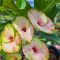 Euphorbia milii "Phet Mar Nee" (A67)