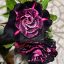 Adenium obesum "Dark Nebula" (TQC94)