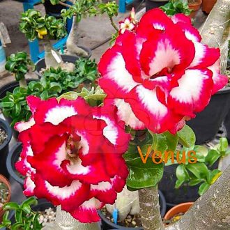 Adenium obesum Mini "Venus" (7)