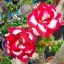 Adenium obesum Mini "Venus" (7)