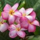 Plumeria rubra "Roma"