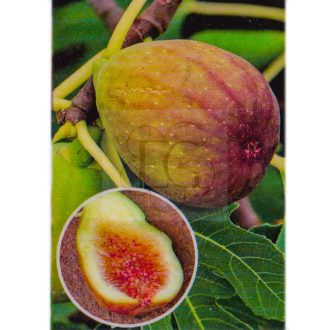 Ficus carica/Füge "Brunswick"