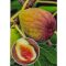 Ficus carica/Füge "Brunswick"