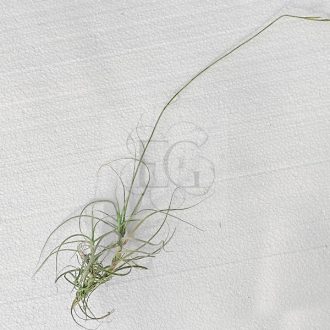 Tillandsia Caerulea Major/L
