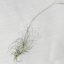 Tillandsia Caerulea Major/L
