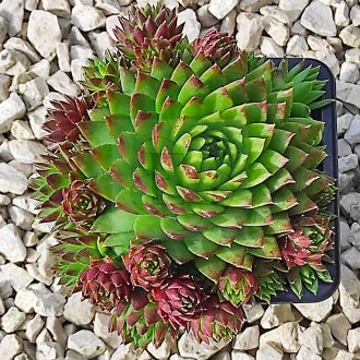 Sempervivum sp.13-Kövirózsa
