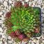Sempervivum sp.13-Kövirózsa
