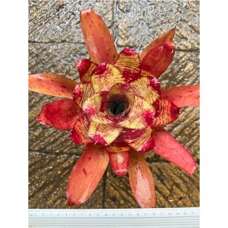 Neoregelia DOAR
