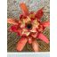 Neoregelia DOAR