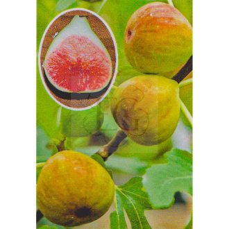 Ficus carica/Füge "Brogiotto Bianco"