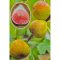 Ficus carica/Füge "Brogiotto Bianco"