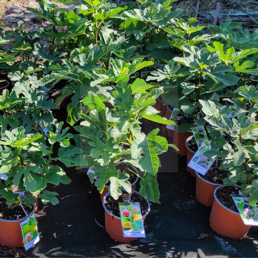 Ficus carica/Füge "Brogiotto Bianco"