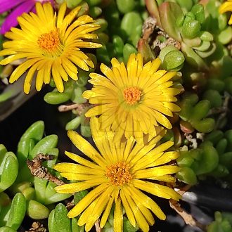 Delosperma vegyes csomag 5 db növény