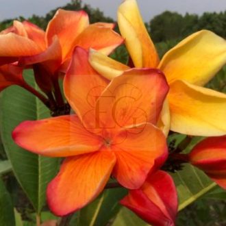 Plumeria rubra "Perth Fire" (NUI)