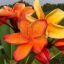 Plumeria rubra "Perth Fire" (NUI)