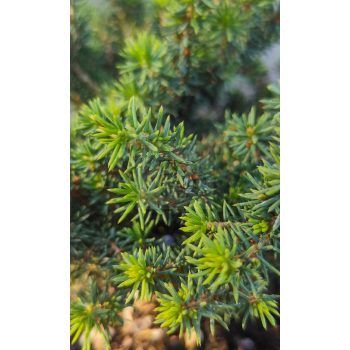 Picea abies 'Little Gem' – Fészekfenyő Picea abies 'Little Gem' – Fészekfenyő