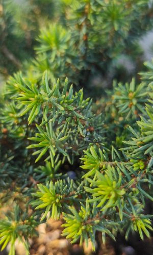 Picea abies 'Little Gem' – Fészekfenyő