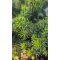 Picea abies 'Little Gem' – Fészekfenyő