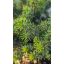 Picea abies 'Little Gem' – Fészekfenyő