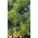Picea abies 'Little Gem' – Fészekfenyő