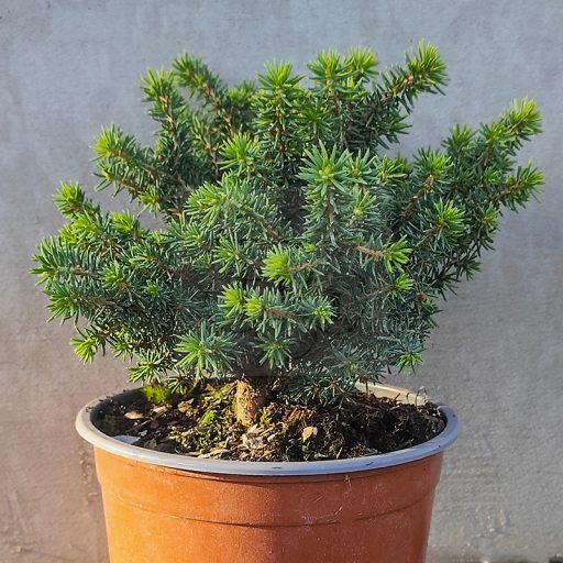 Picea abies 'Little Gem' – Fészekfenyő