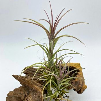 Tillandsia Macbrideana Tillandsia Macbrideana