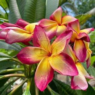 Plumeria rubra "Diamond Star" magok