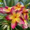 Plumeria rubra "Diamond Star" magok