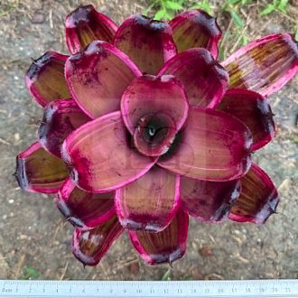 Neoregelia Sister Janet albo