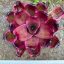 Neoregelia Sister Janet albo