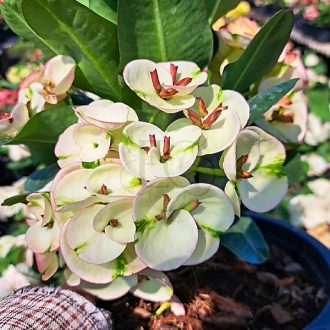 Euphorbia milii "Cha Roen Larp" (A48)