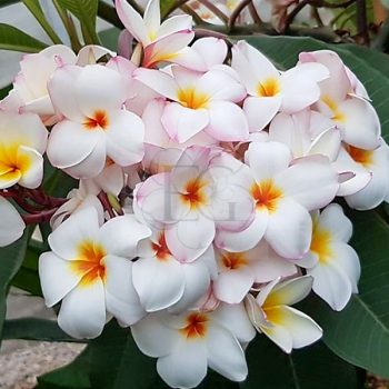 Plumeria rubra "JL Bleeding Heart"