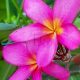 Plumeria rubra "Pozzallo Pink"