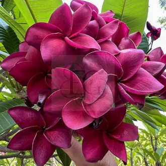Plumeria rubra "Red Inter" magok