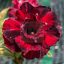 Adenium obesum "Phu Loc" (TQC59)