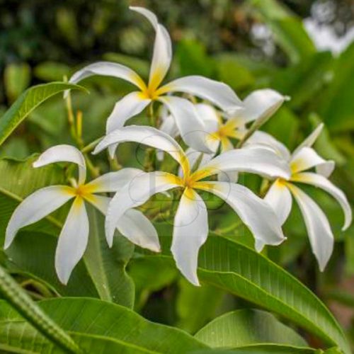 Plumeria rubra "Darla" 