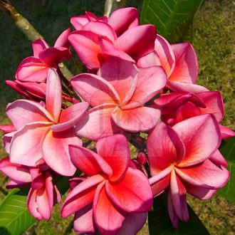 Plumeria rubra "Carnival" JJ