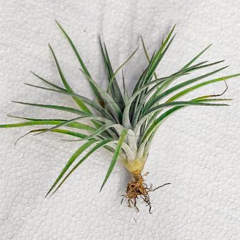 Tillandsia Plagiotropa Tillandsia Plagiotropa