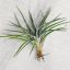 Tillandsia Plagiotropa