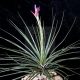 Tillandsia Floribunda 