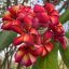 Plumeria rubra "Chompoo Roongtiwa" magok
