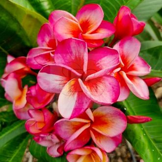 Plumeria rubra "Hurricane Sunrise" 
