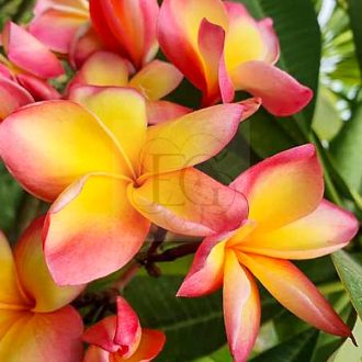 Plumeria rubra "Moragne #78" 